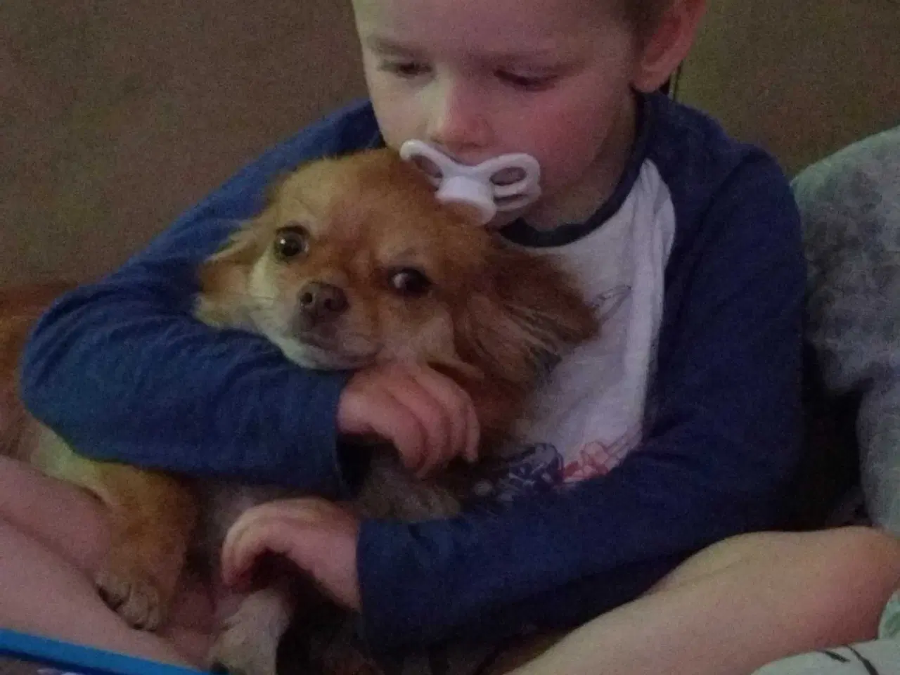 Billede 2 - Chihuahua Papillon blanding 