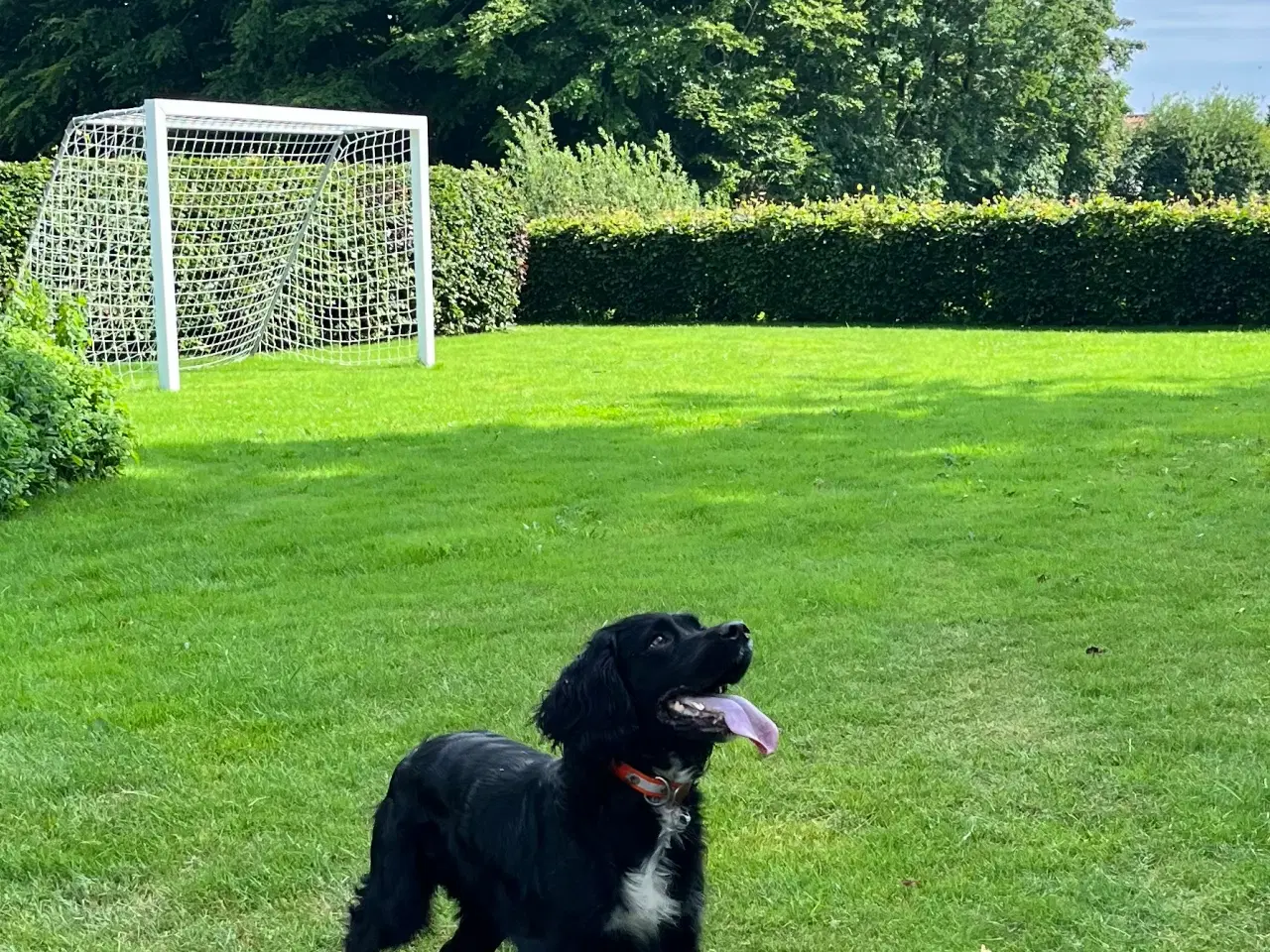 Billede 3 - Cockerspaniel Mogens og Marianne