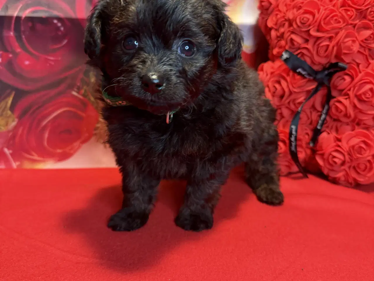 Billede 6 - 🐾 Skønne Pomapoo hvalpe søger deres forever homes