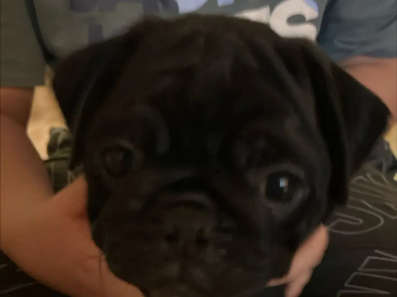 Billede 1 - Mops hvalpe