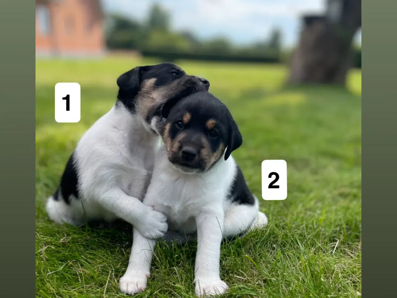 Billede 8 - Dansk svensk gårdhunde hvalpe søger nyt og kærligt
