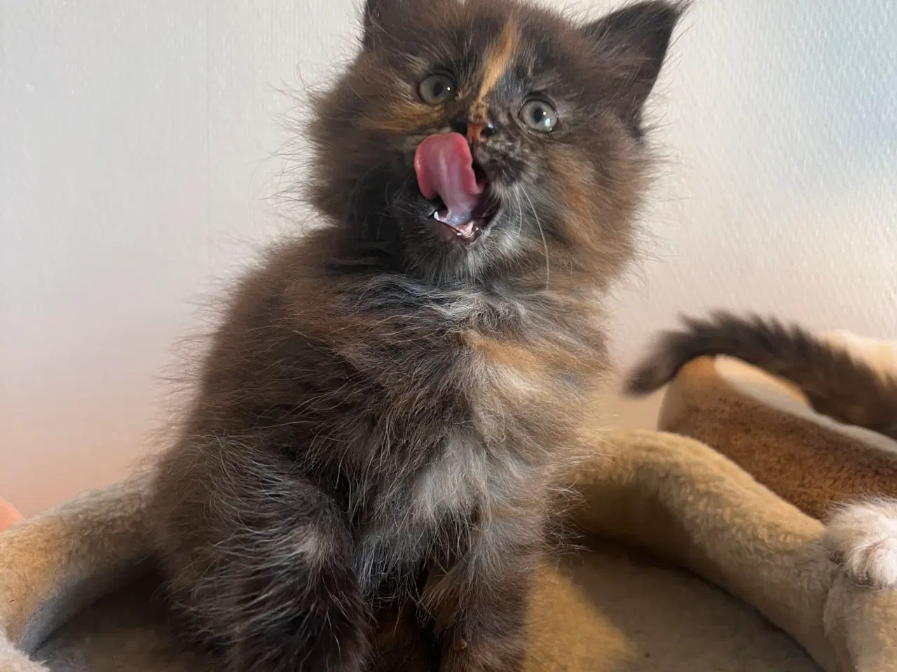 Billede 1 - Mainecoon