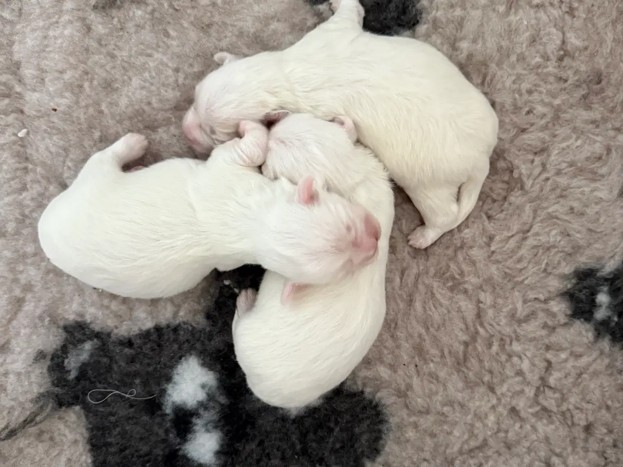 Billede 6 - Coton de tulear hvalp