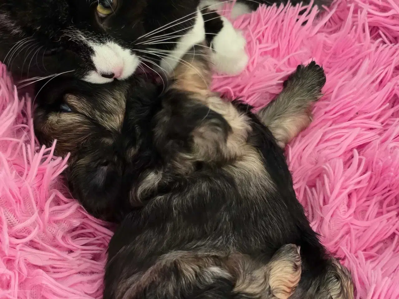 Billede 12 - Cody og Coco 