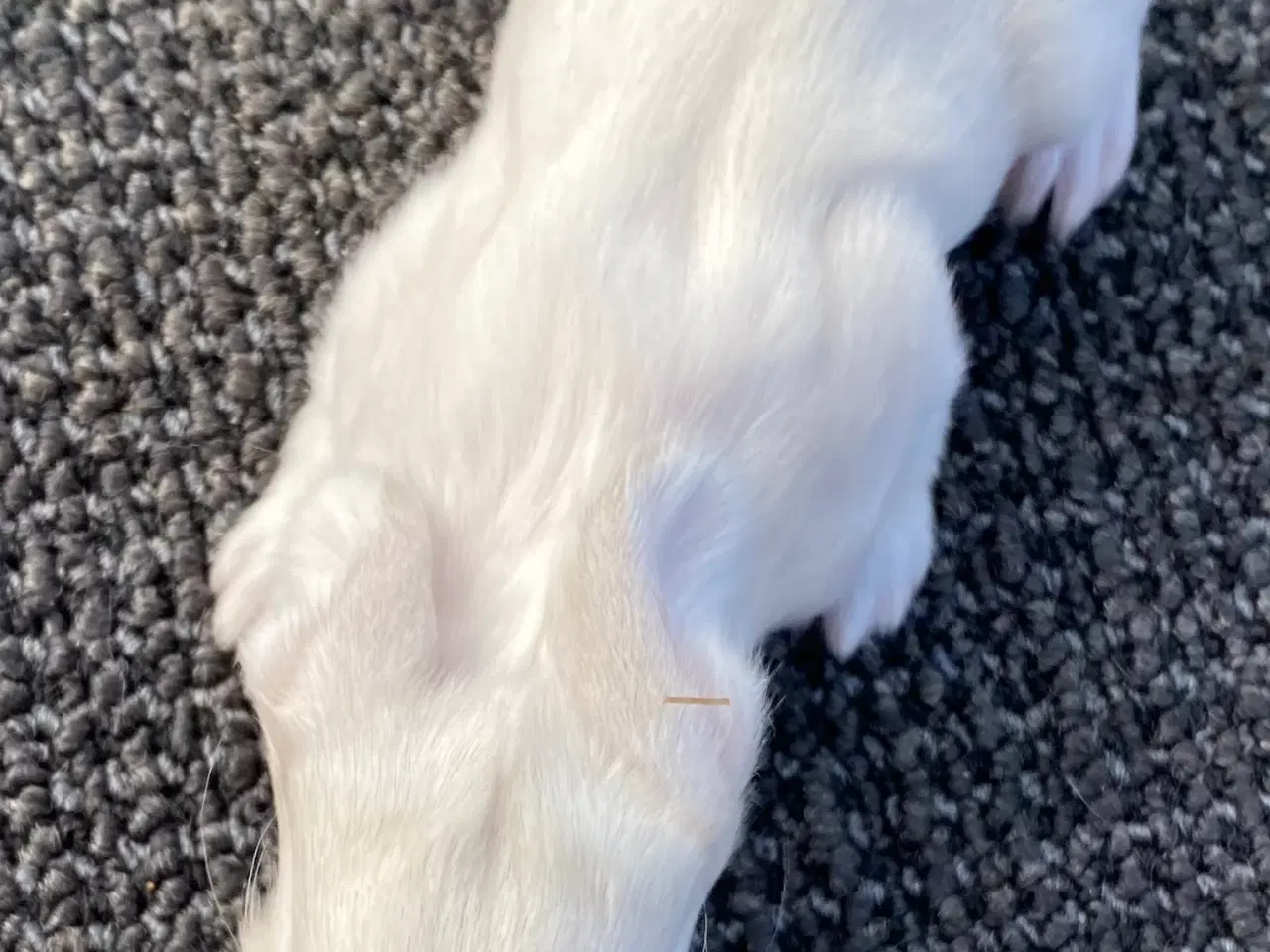 Billede 4 - FRANSK VÆDDER HAN SCHWARZGRANNEN