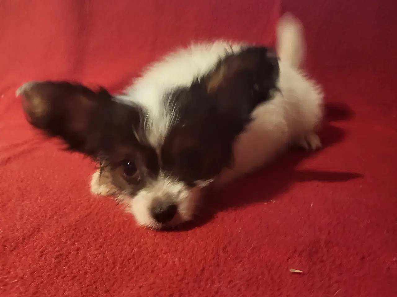Billede 5 - Papillon/Powderpuff Hvalpe 
