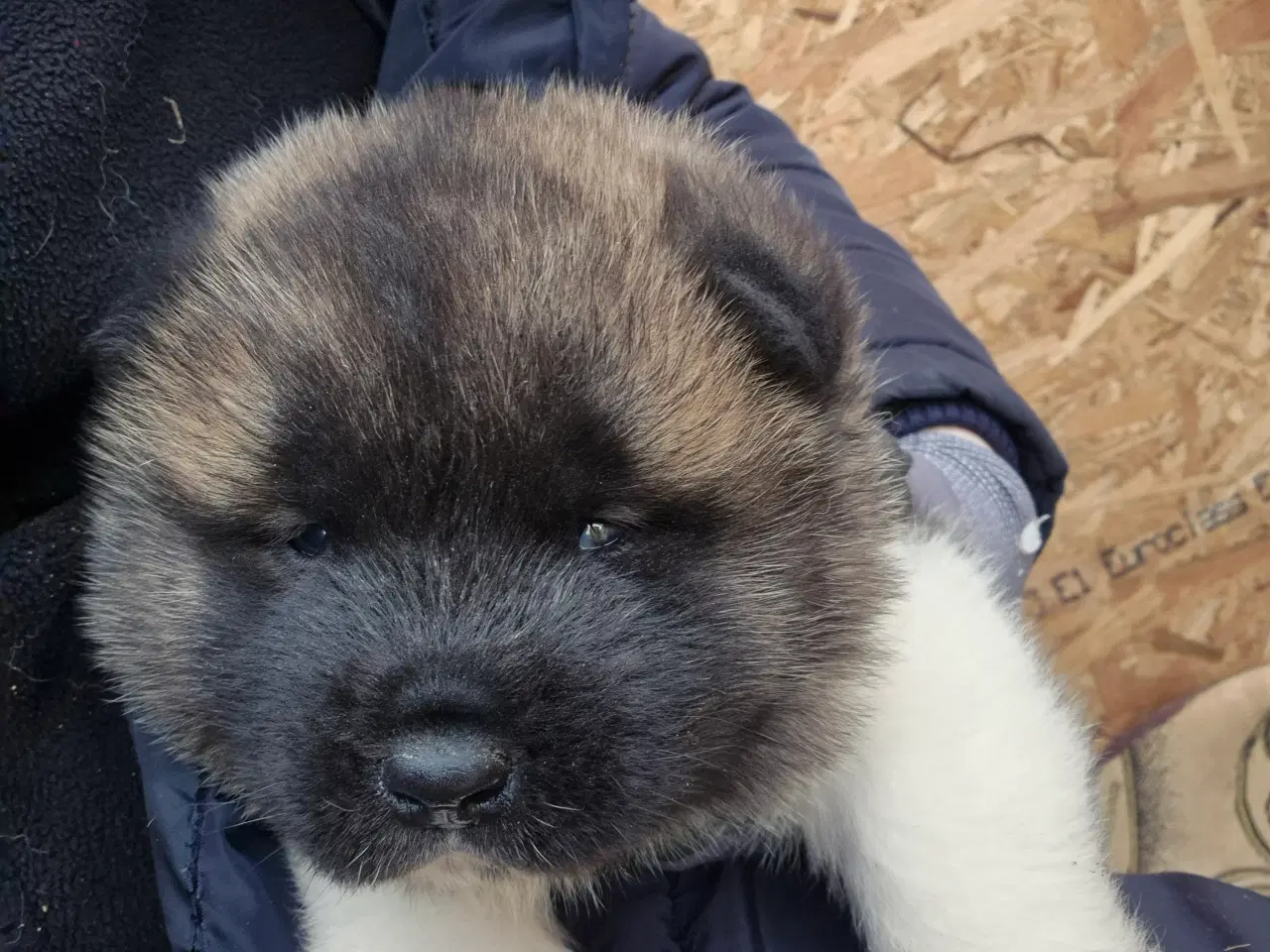 Billede 3 - Hundehvalpe American Akita 