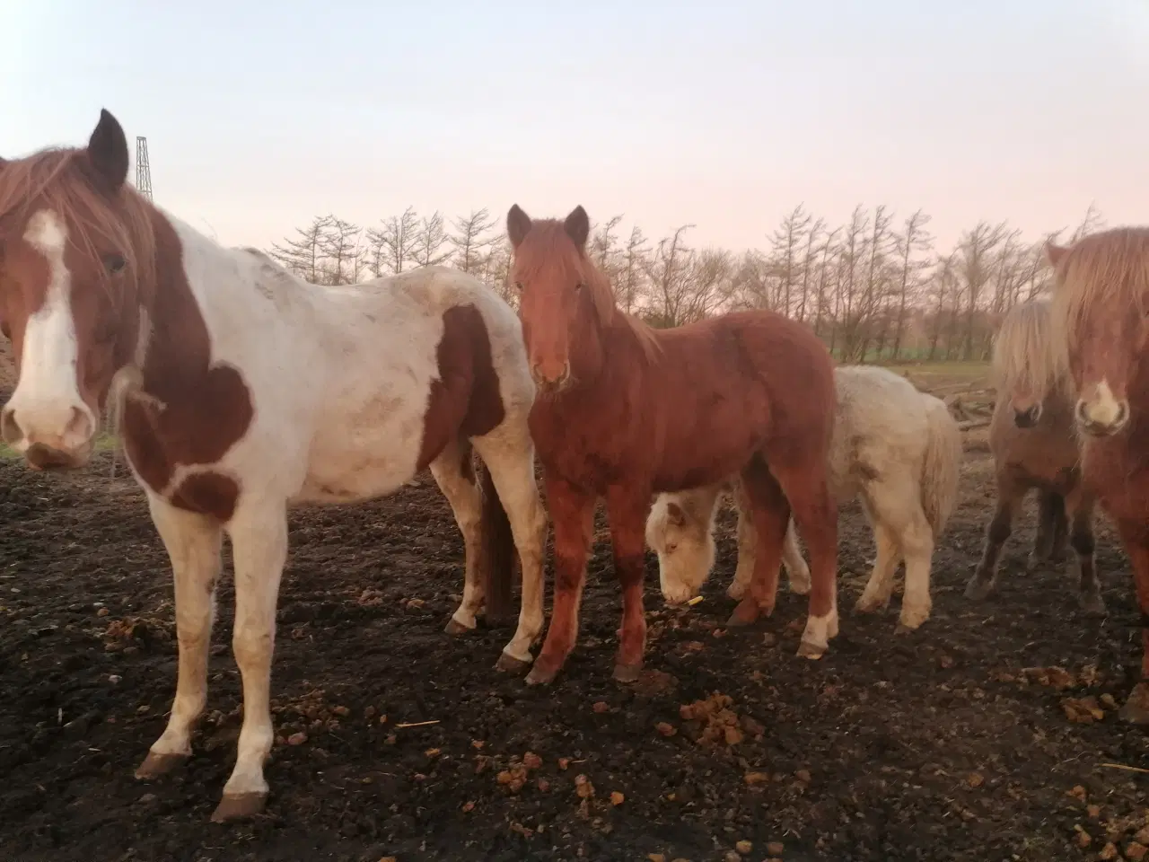 Billede 9 - Pinto islænder blending