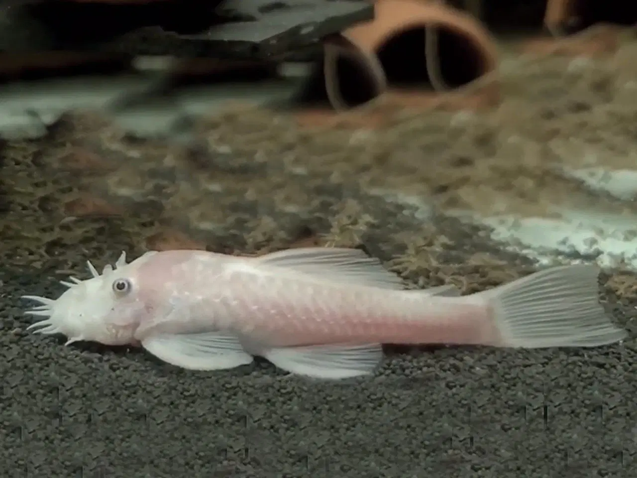 Billede 1 - Ancistrus snow White 