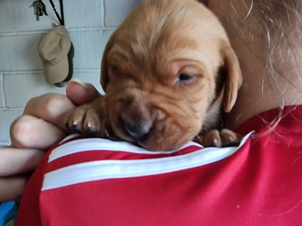 Billede 2 - Fox Red labrador 