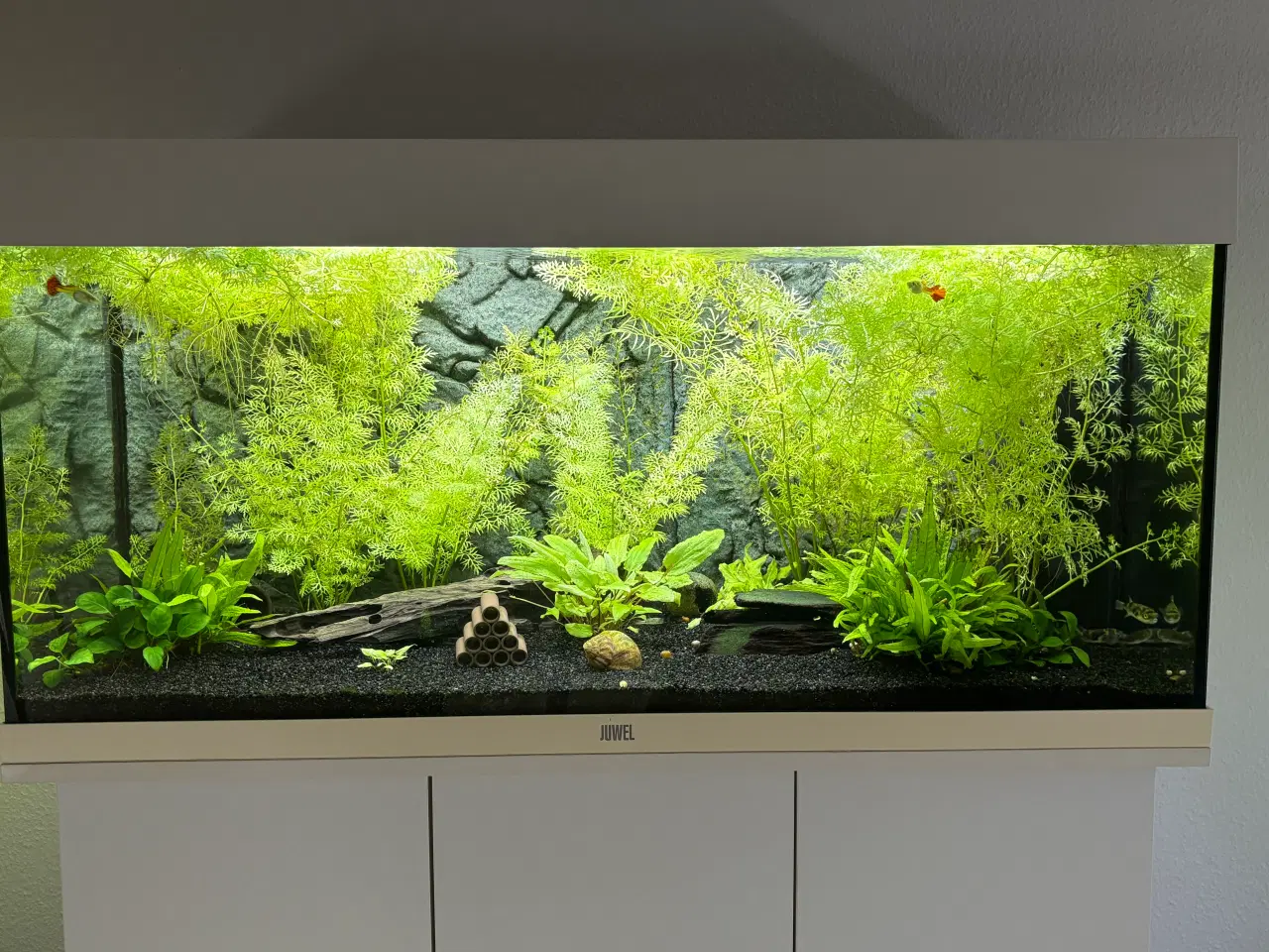 Billede 3 - Juwel Rio 180 L