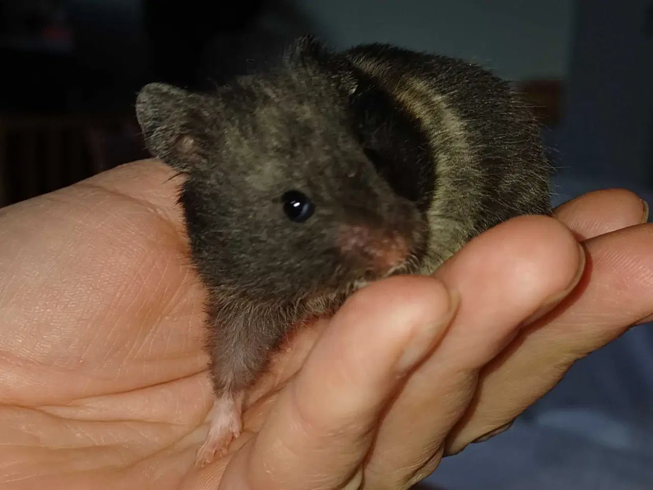 Billede 3 - Guldhamster unger 