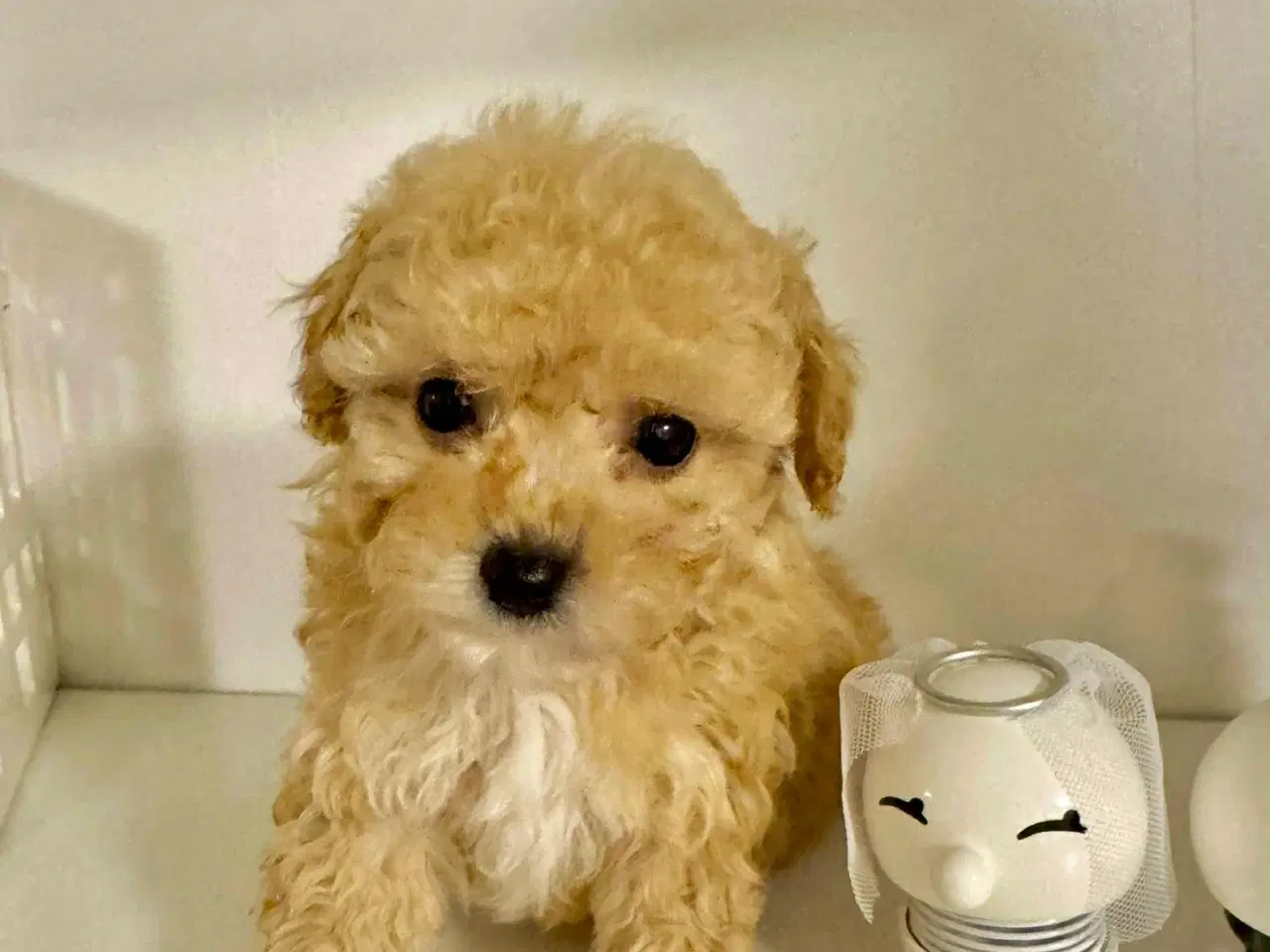 Billede 4 - 🐾maltipoo miniature 🩷💙🐾