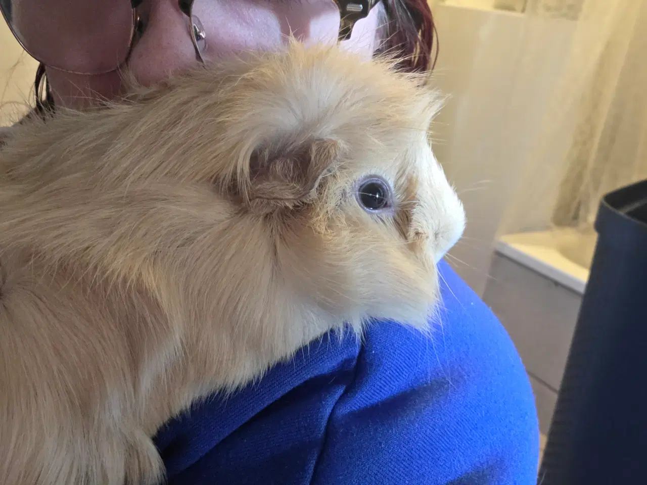 Billede 6 - Marsvin 🥰