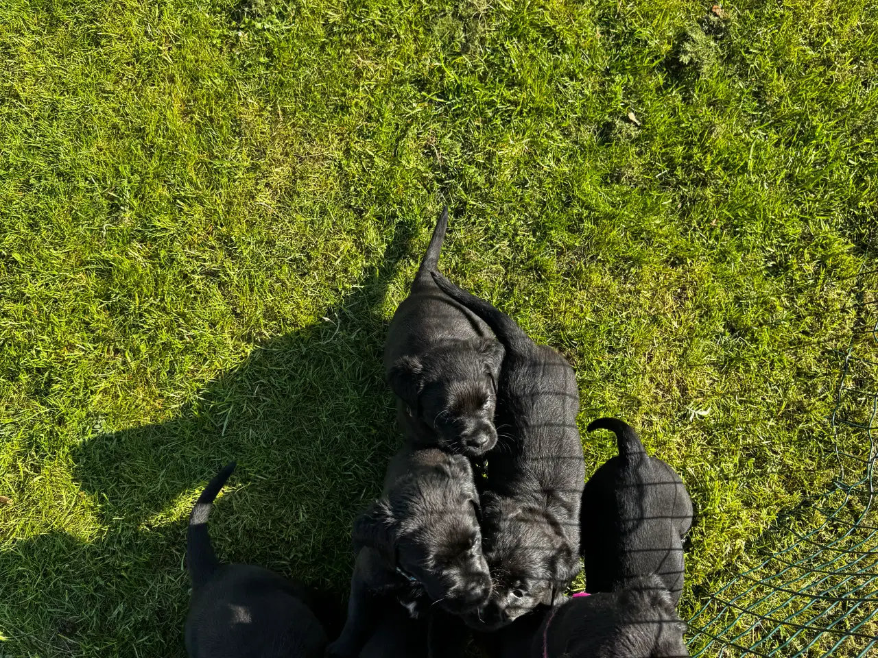 Billede 10 - Rottweiler/ Labrador hvalpe 