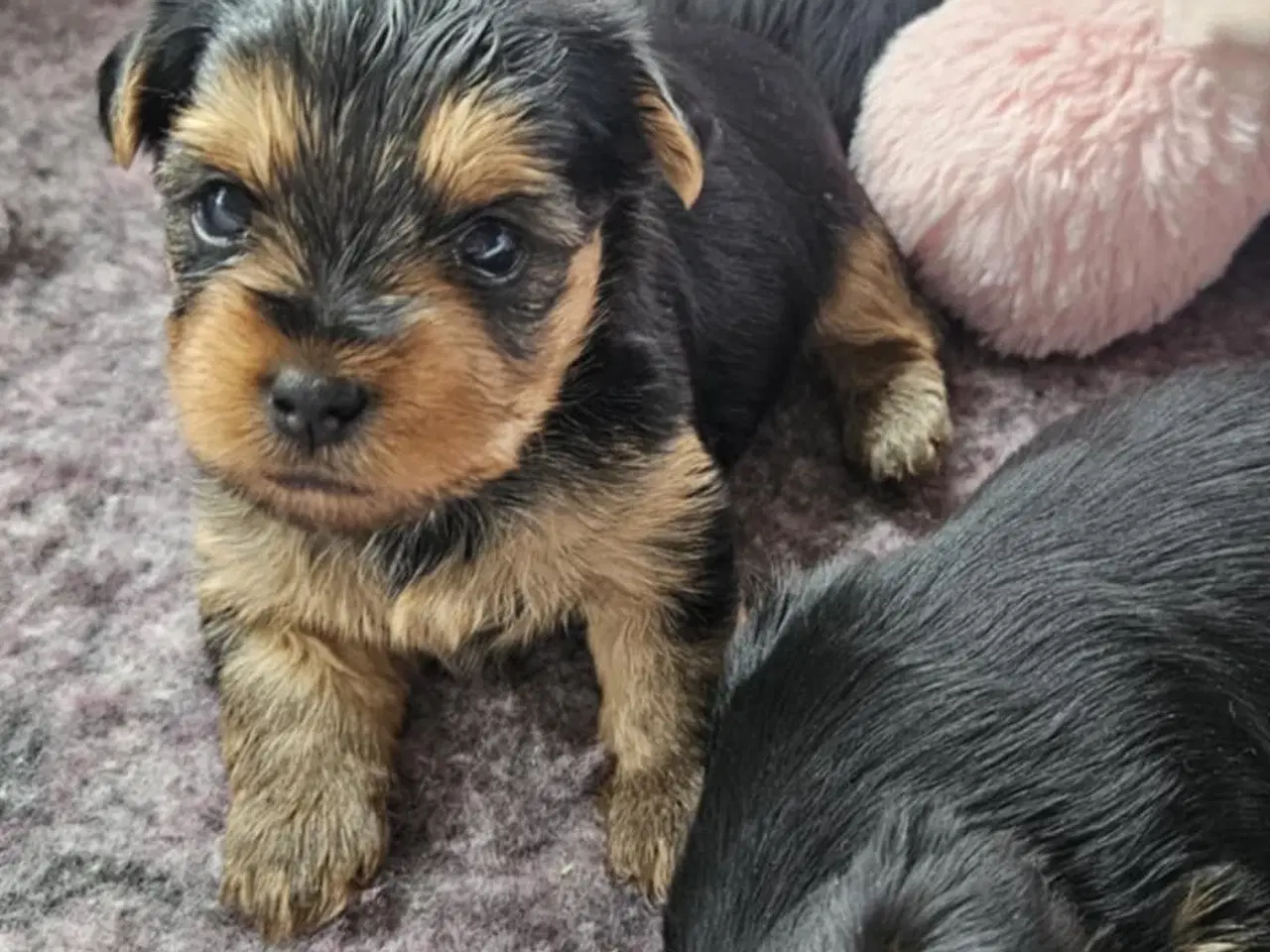 Billede 4 - 4 Yorkshire terrier hvalpe søgør kærlige hjem