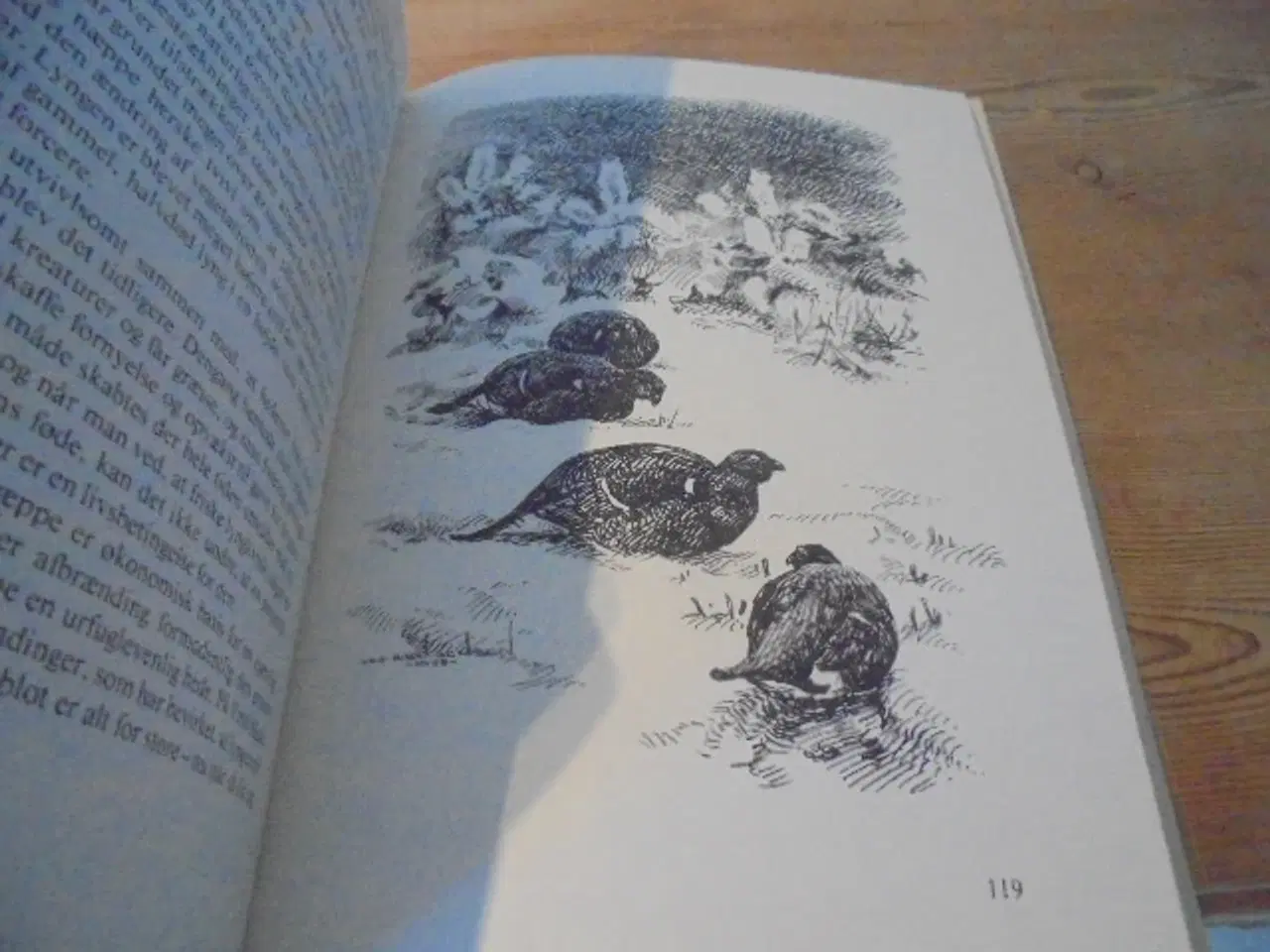 Billede 6 - Borris hede – se fotos og omtale