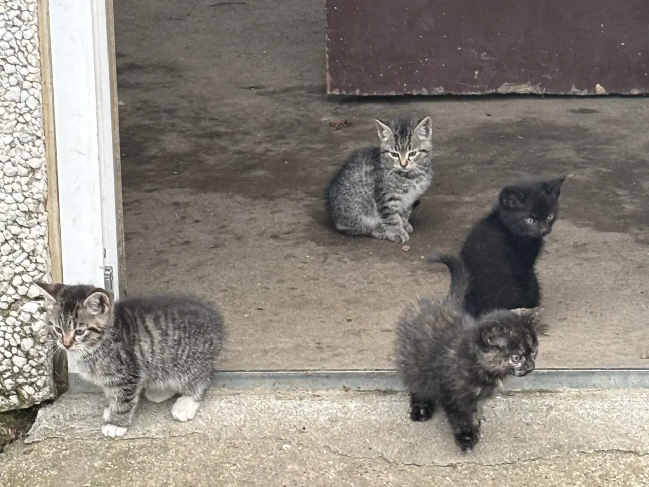 Billede 5 - Kattekillinger sælges