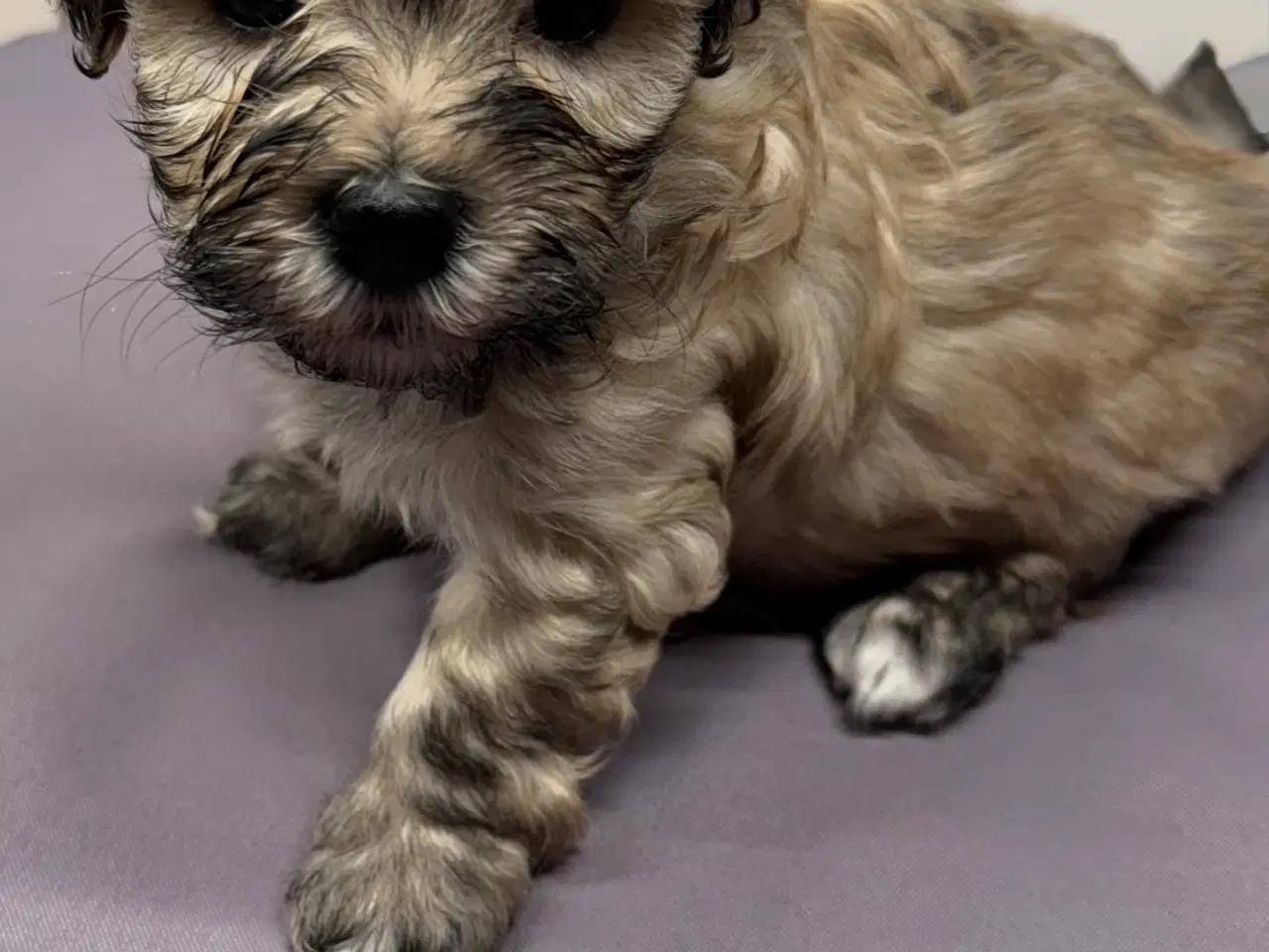 Billede 4 - Bichon Havanais hvalpe 