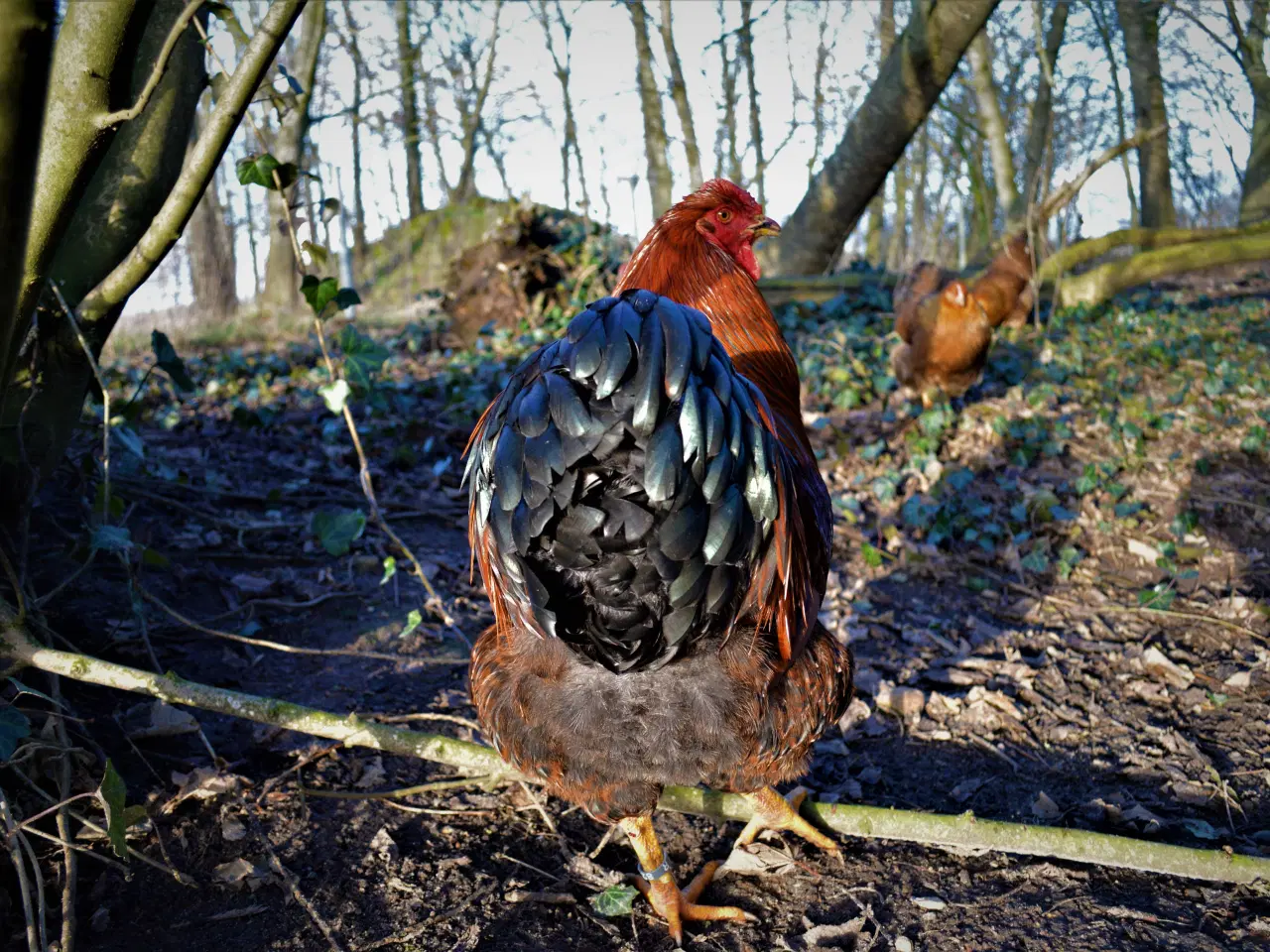 Billede 19 - høns avlstamm store Wyandotter guld-sortbåndet
