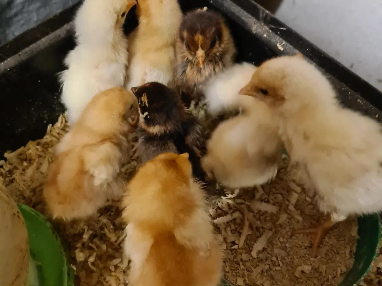 Billede 1 - 1 uge gamle kyllinger