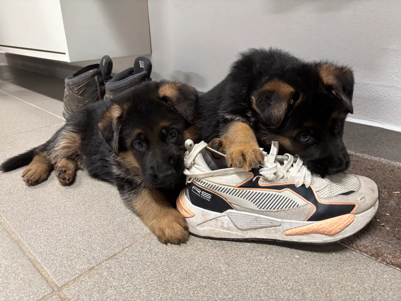 Billede 2 - Schæferhvalpe med stamtavle