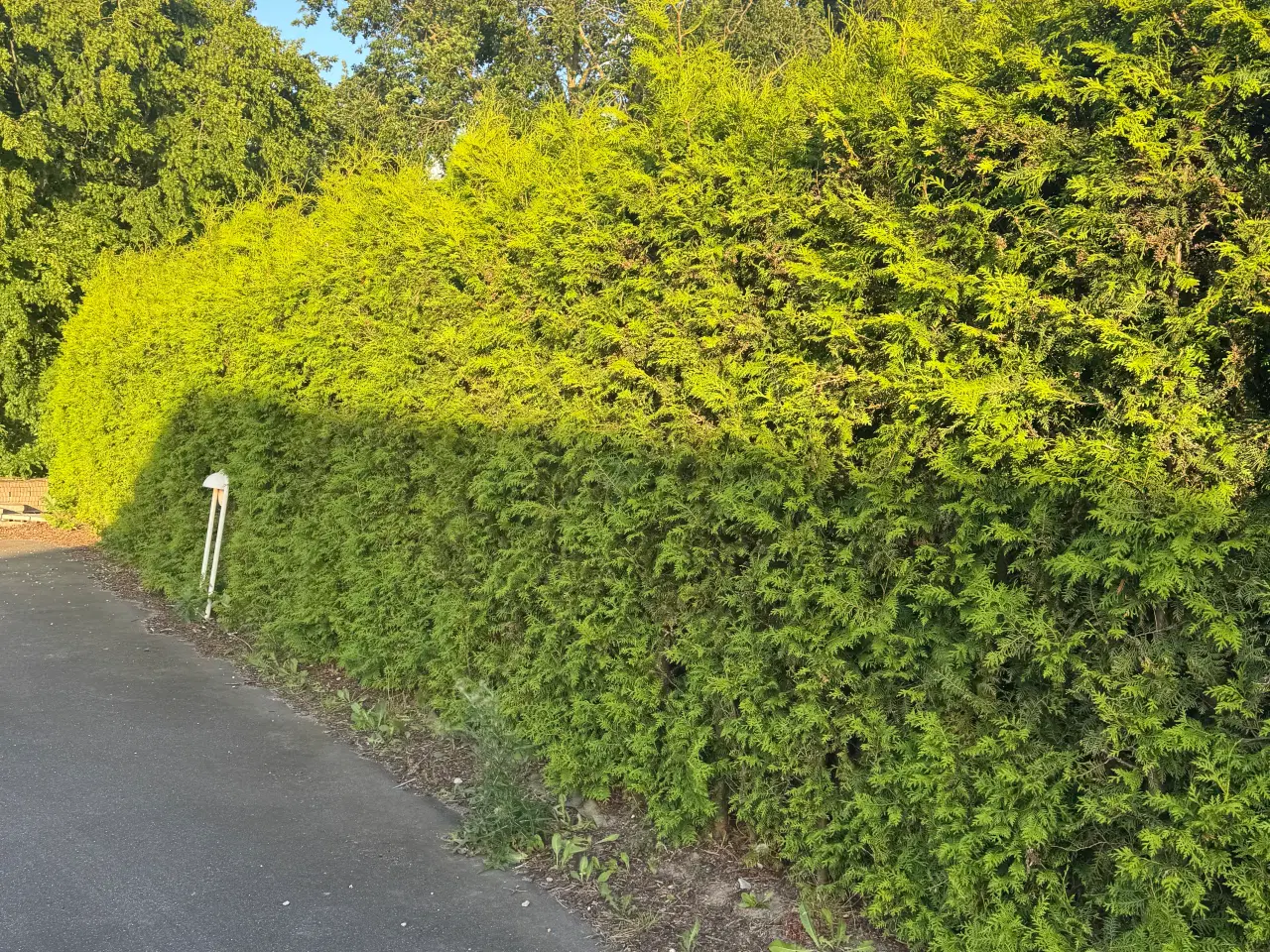 Billede 1 - Flotte Thuja 'Brabant' til salg – perfekt til hæk!