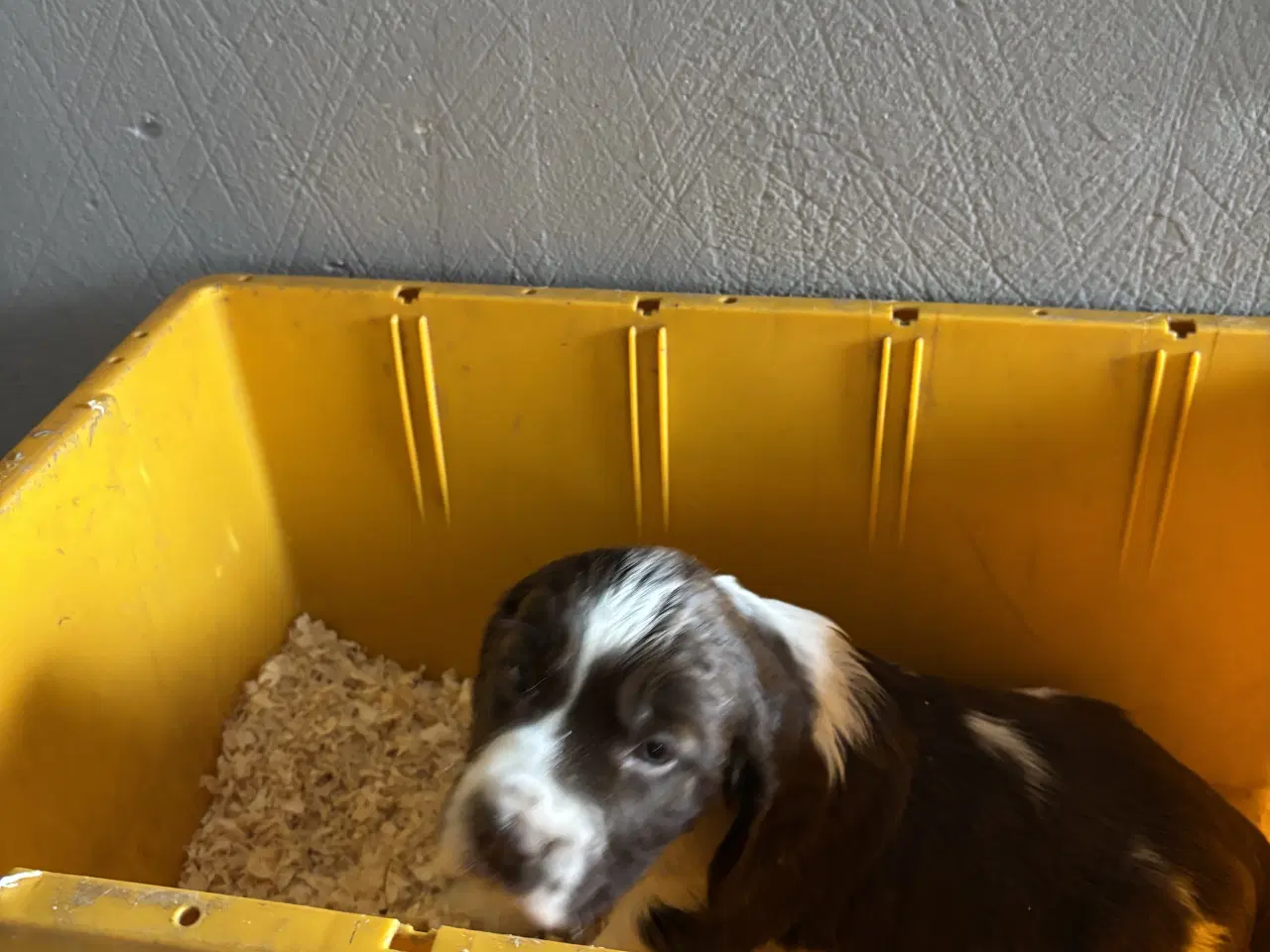 Billede 2 - Engelsk Springer Spaniel