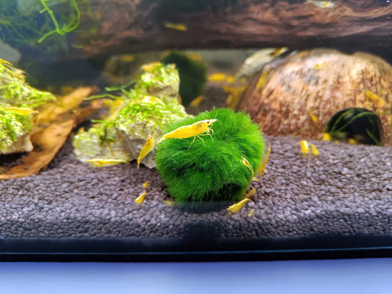 Billede 5 - Gule Neocaridina – Yellow Fire Neon Backstripe