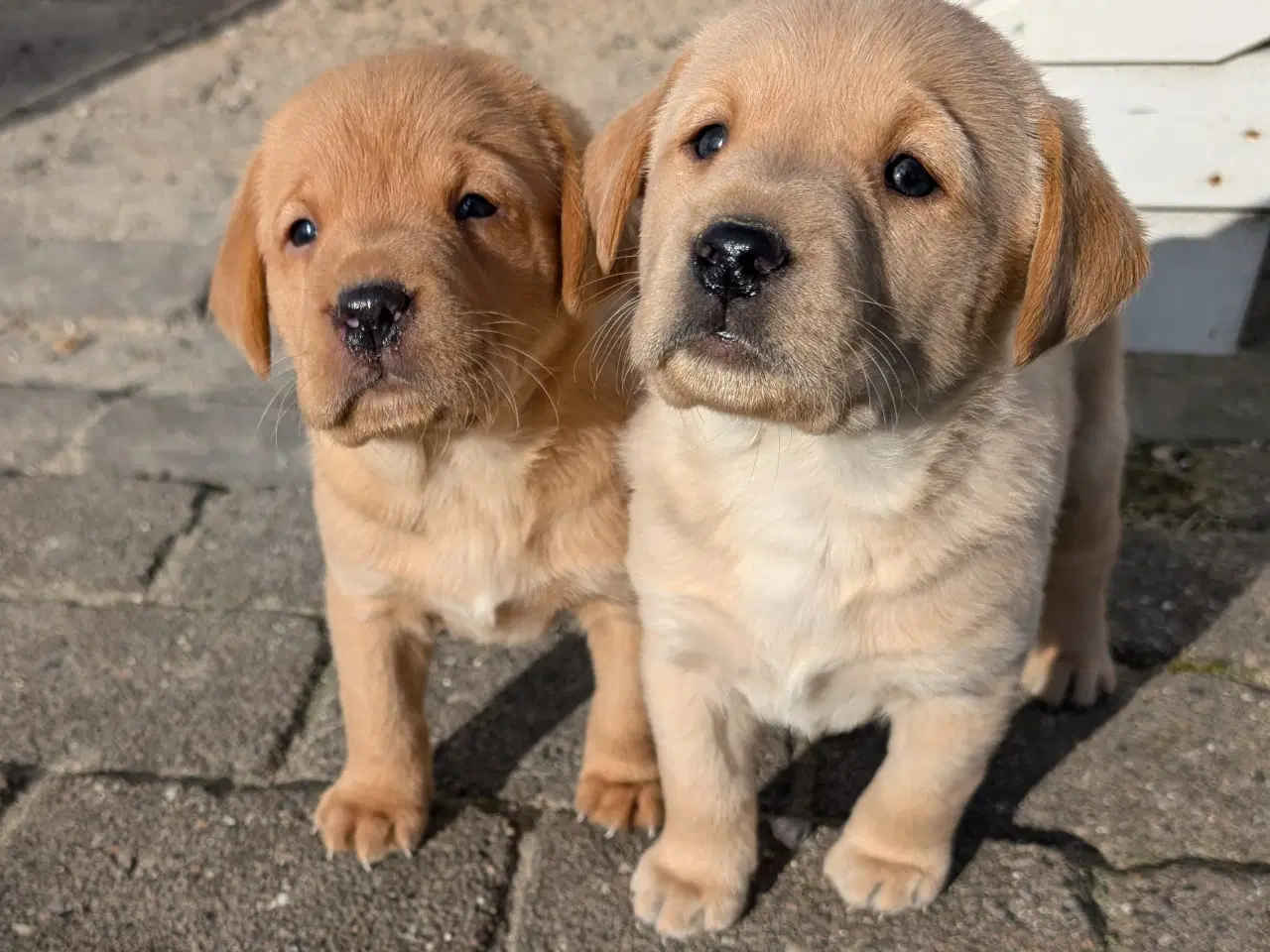 Billede 2 - Lækre Labrador hvalpe