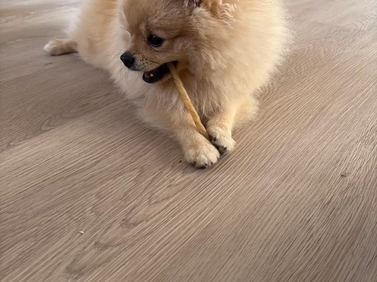 Billede 3 - Pomeranian 