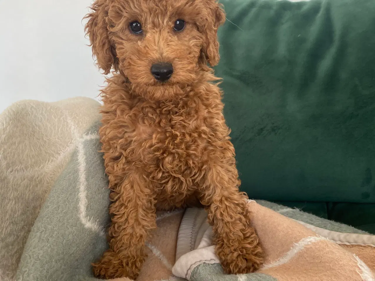 Billede 11 -  1 smuk mini Goldendoodle tilbage, doodle hvalpe