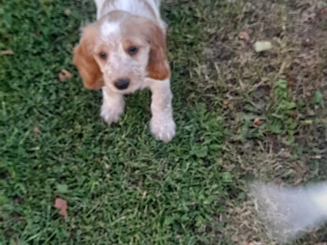 Billede 5 - engelsk cocker spaniel