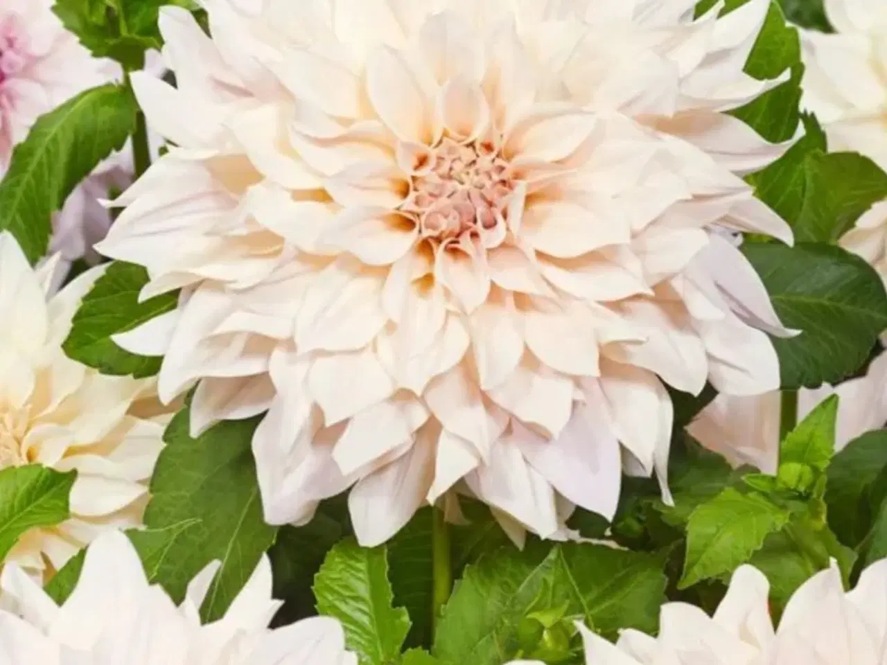 Billede 2 - Dahlia Georginer