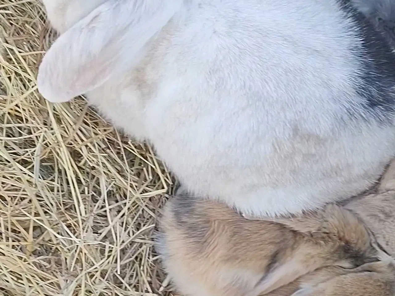 Billede 2 - Sødeste hun kanin sgr nyt hjem