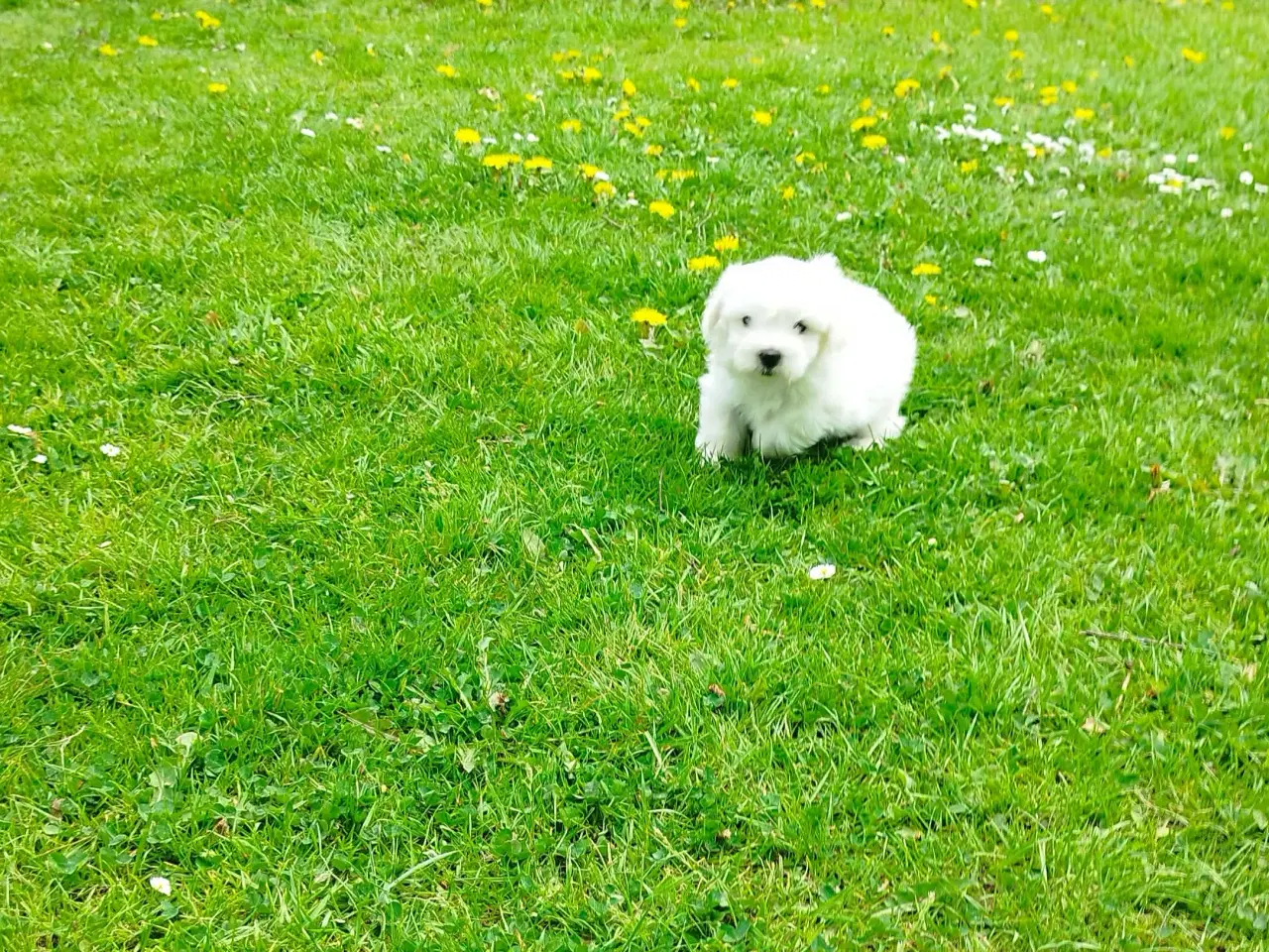 Billede 7 - Coton de tulear hvalpe piger