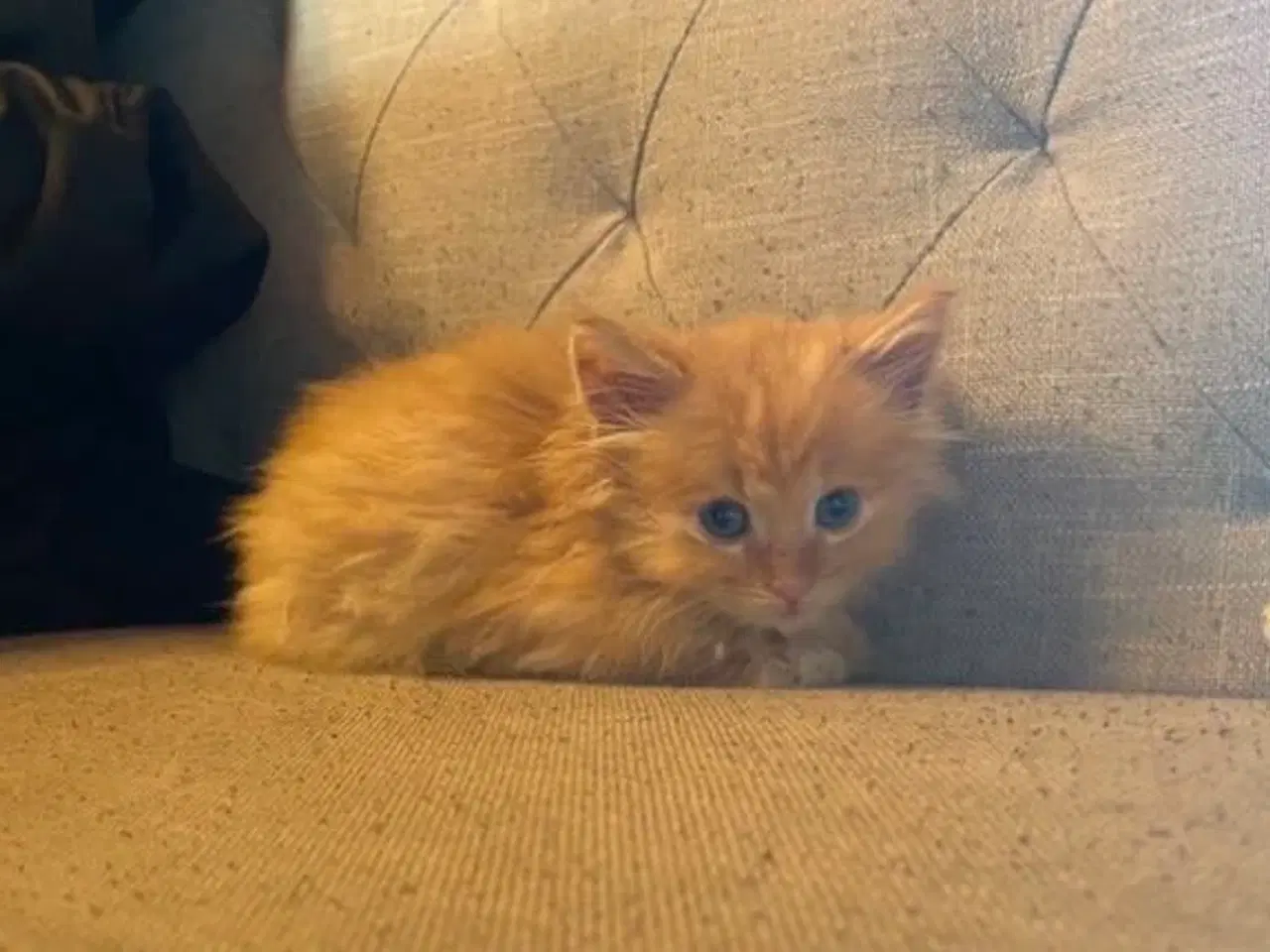 Billede 4 - 3 killinger