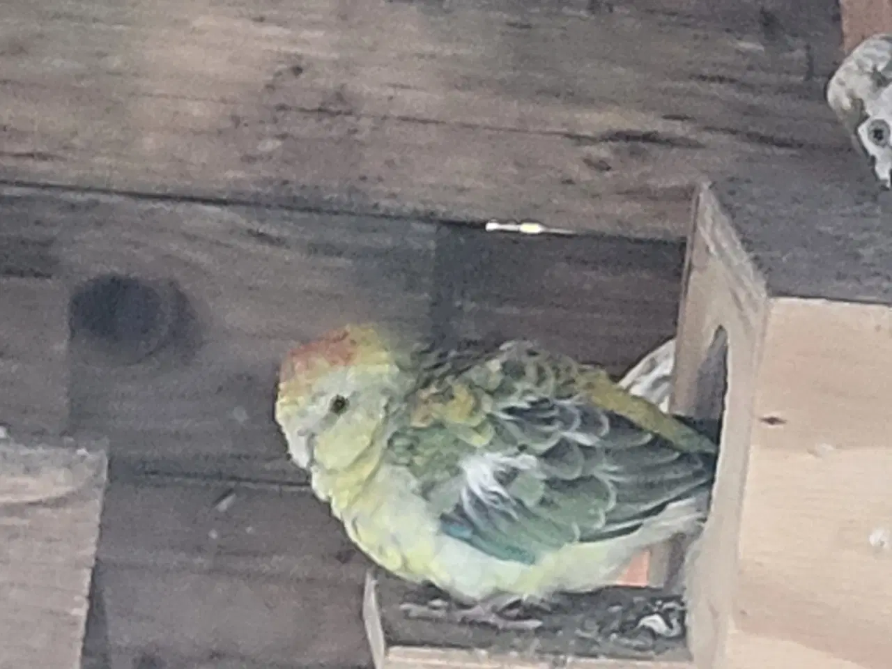 Billede 2 - Parakitter 
