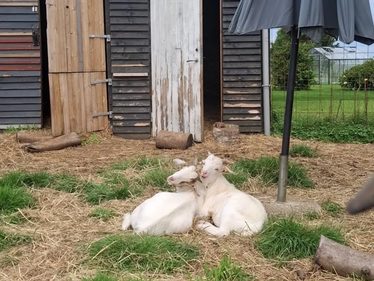 Billede 2 - 11 søde geder søger nyt hjem