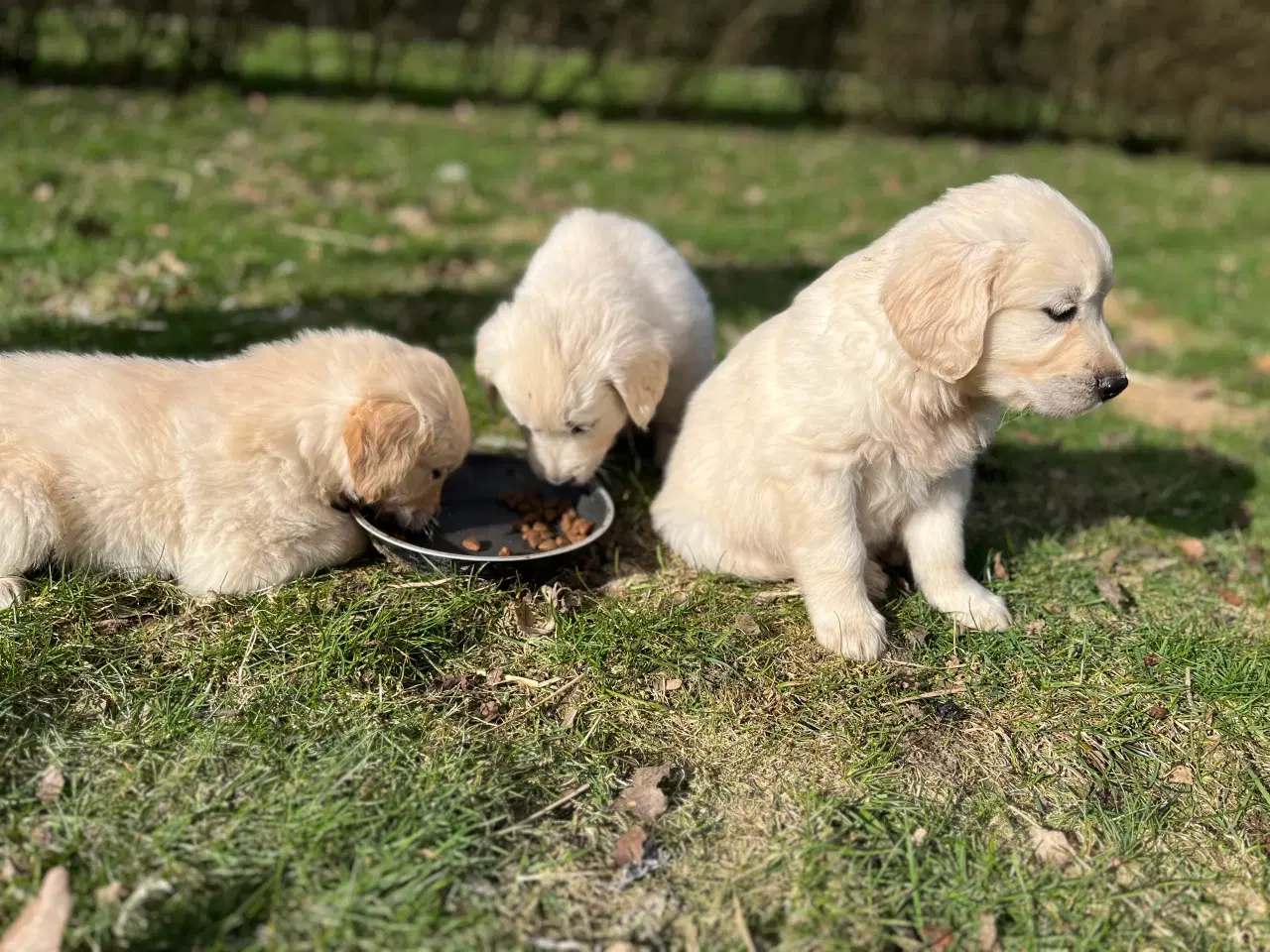 Billede 18 - 7 Golden retriever hvalpe sælges