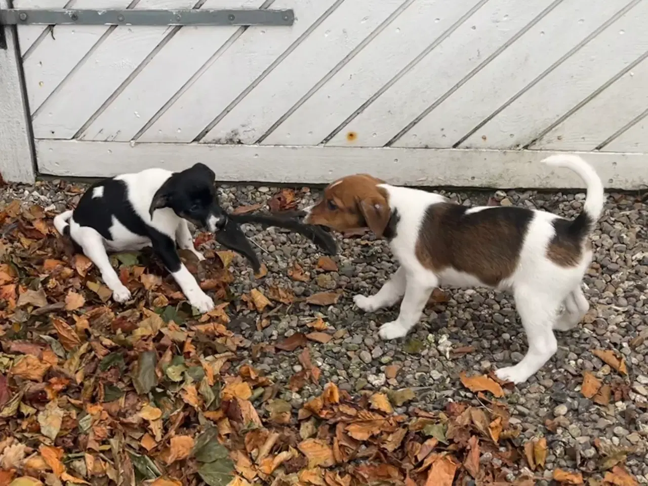 Billede 17 - Dansksvensk Gårdhund hvalpe