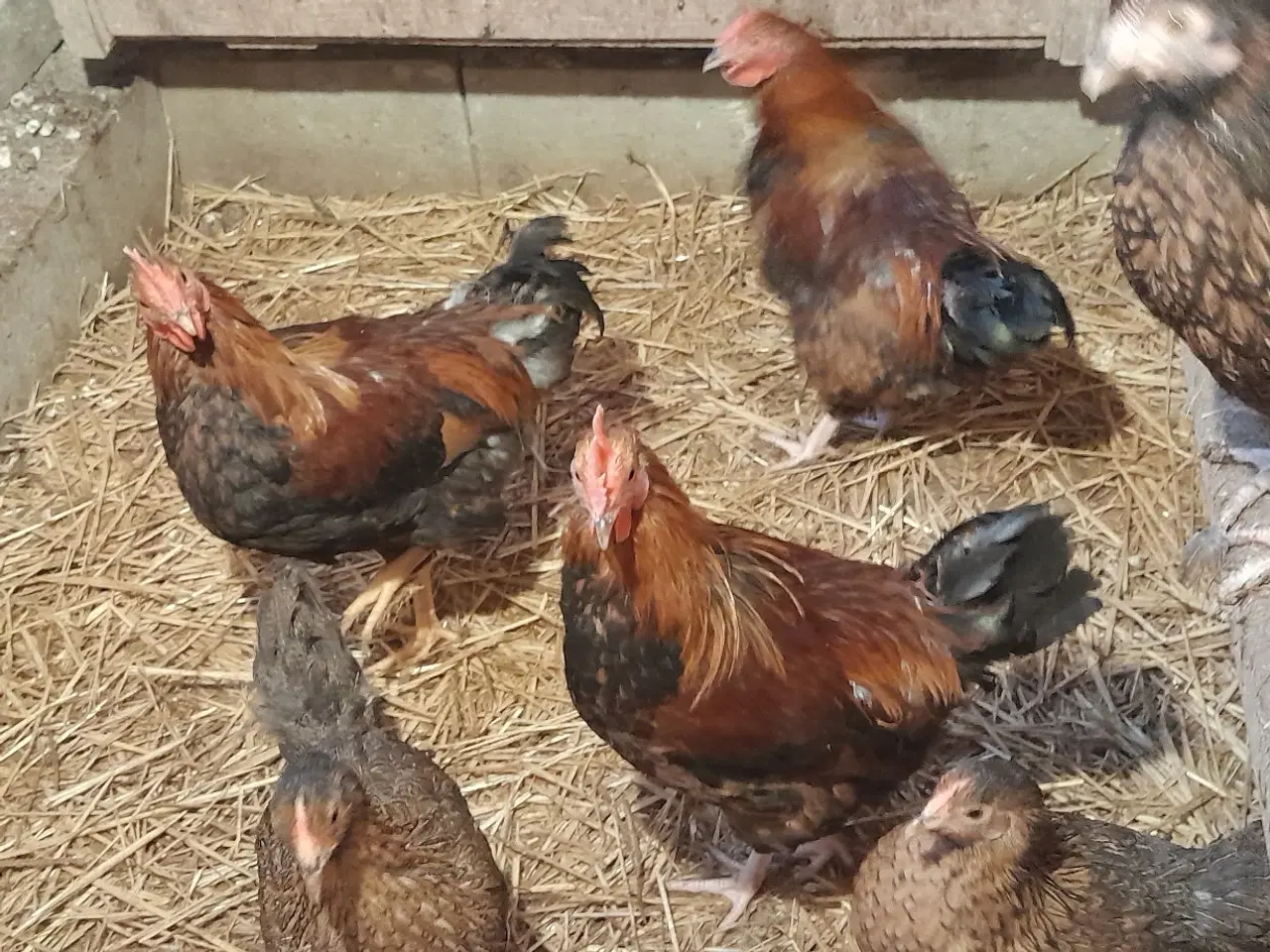 Billede 1 - 5 dværg wyandot haner 
