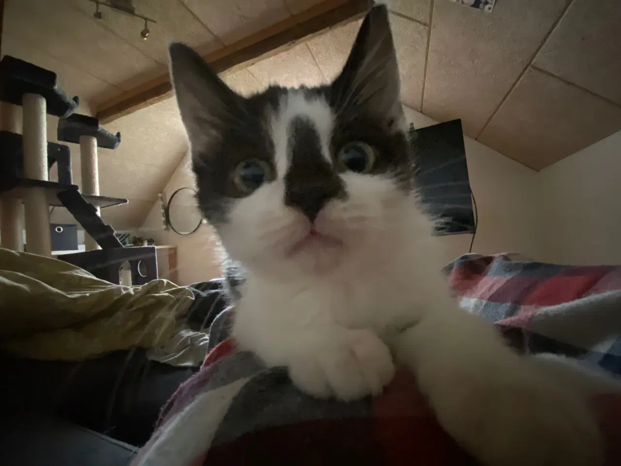 Billede 11 - Killinger smukke