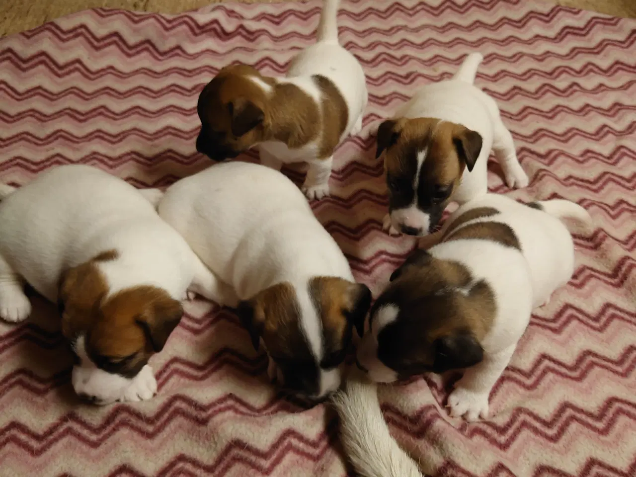 Billede 2 - Jack Russel hvalpe (lavbenet type)