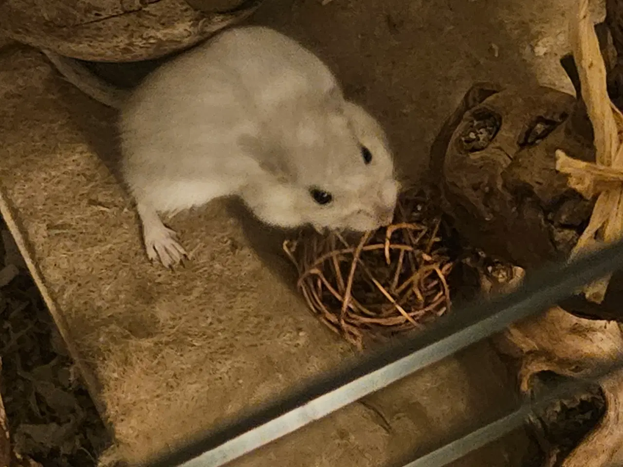 Billede 4 - Verdens dejligste ørkenrotter gives væk