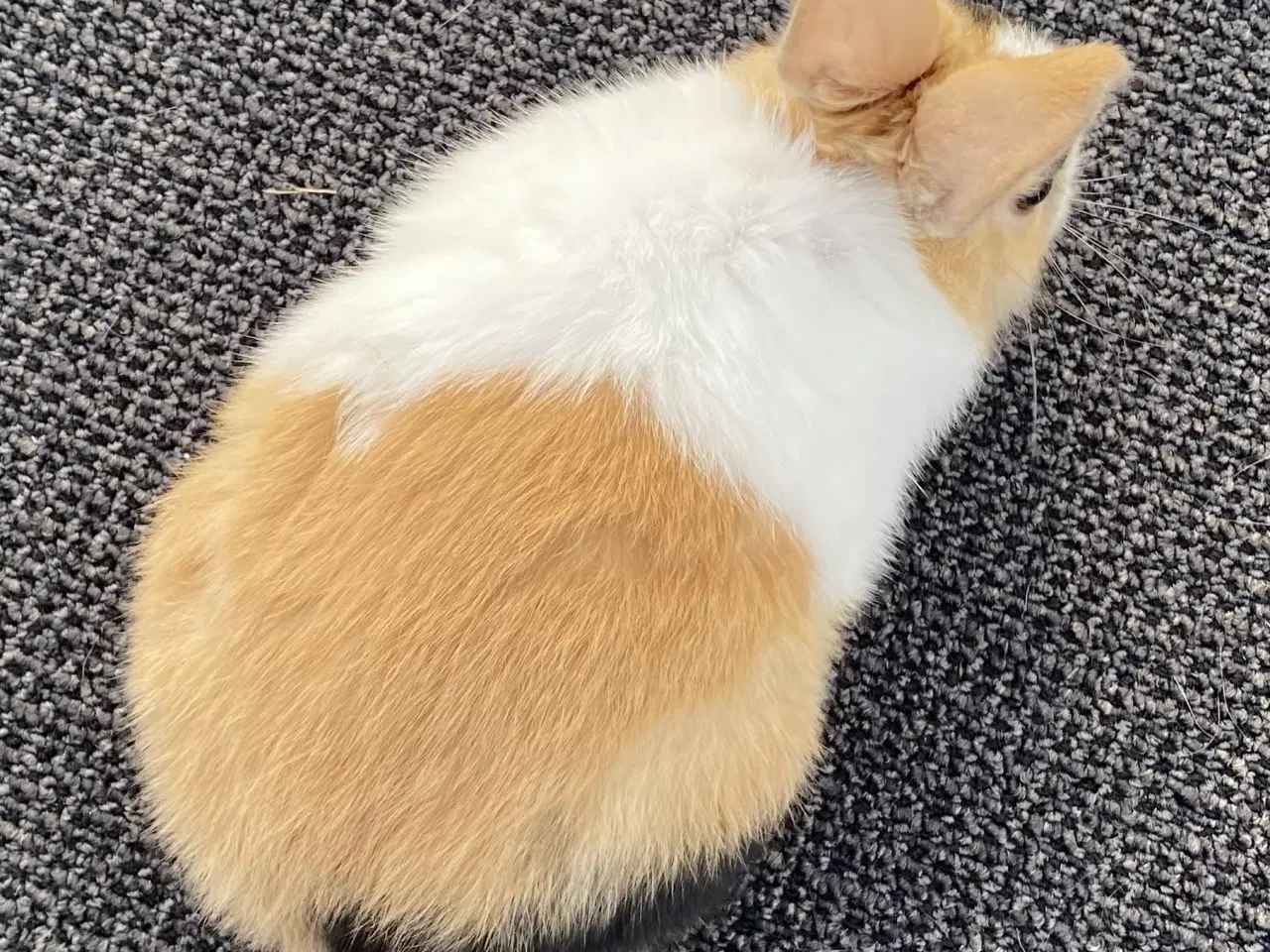 Billede 9 - HOLLÆNDER HAN JAPANER SORT/GUL