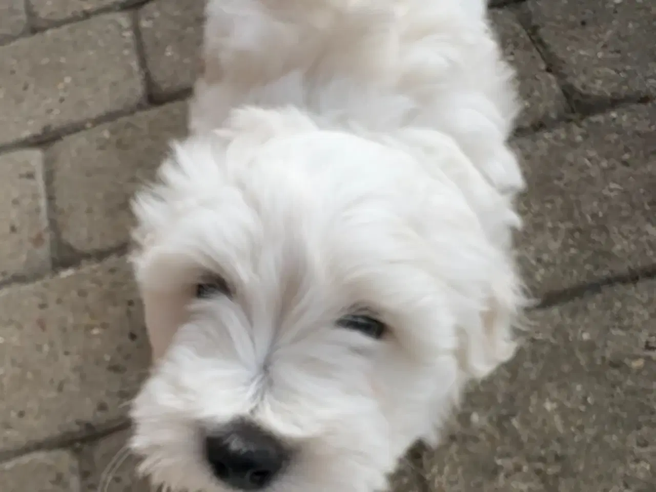 Billede 3 - Coton de Tulear hvalp 8 uger 