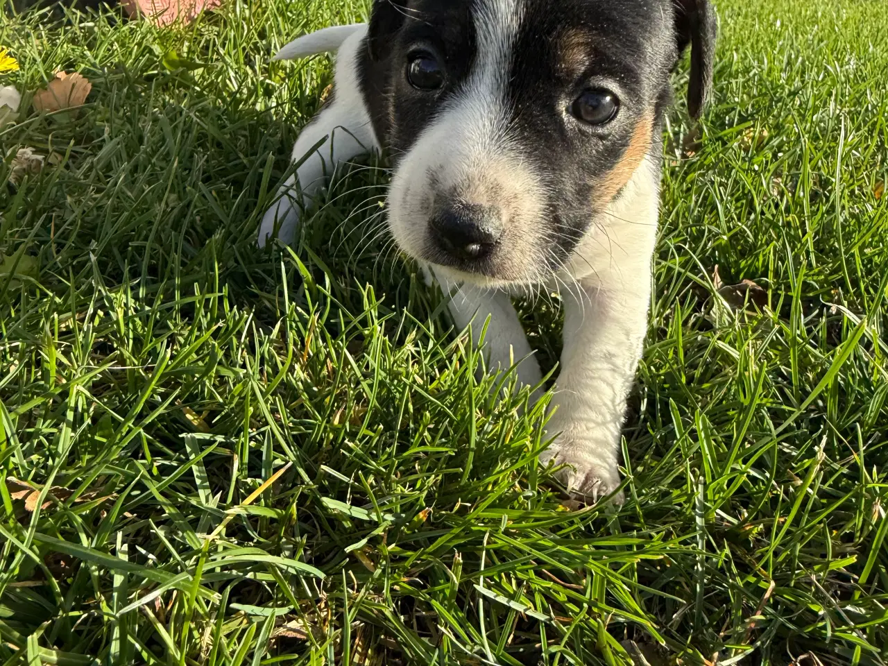 Billede 7 - Hvalpe blanding dansk Svend/jack Russel 