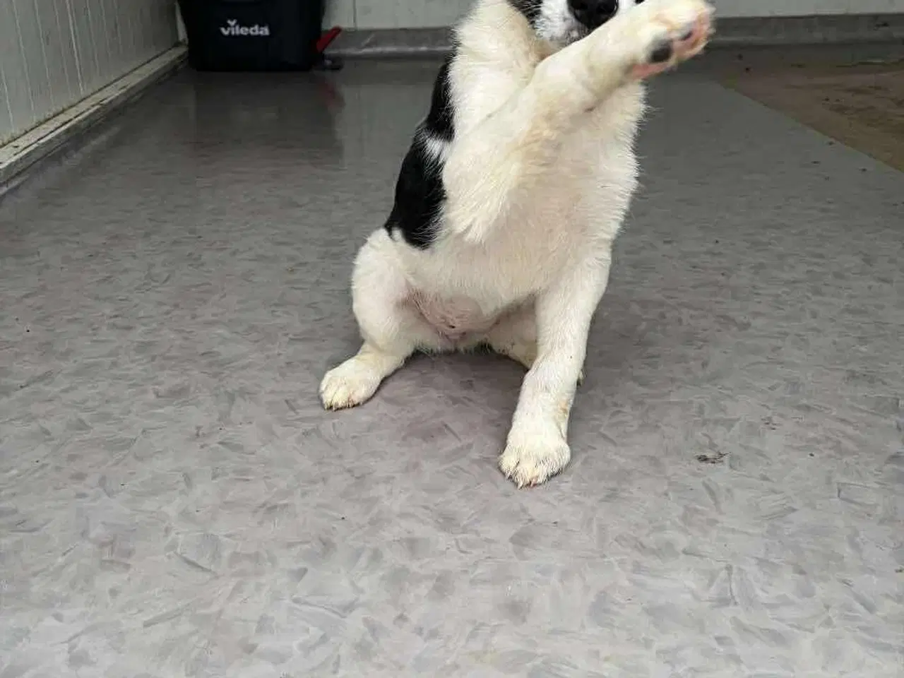 Billede 3 - Lyra søger sit 4 ever hjem 