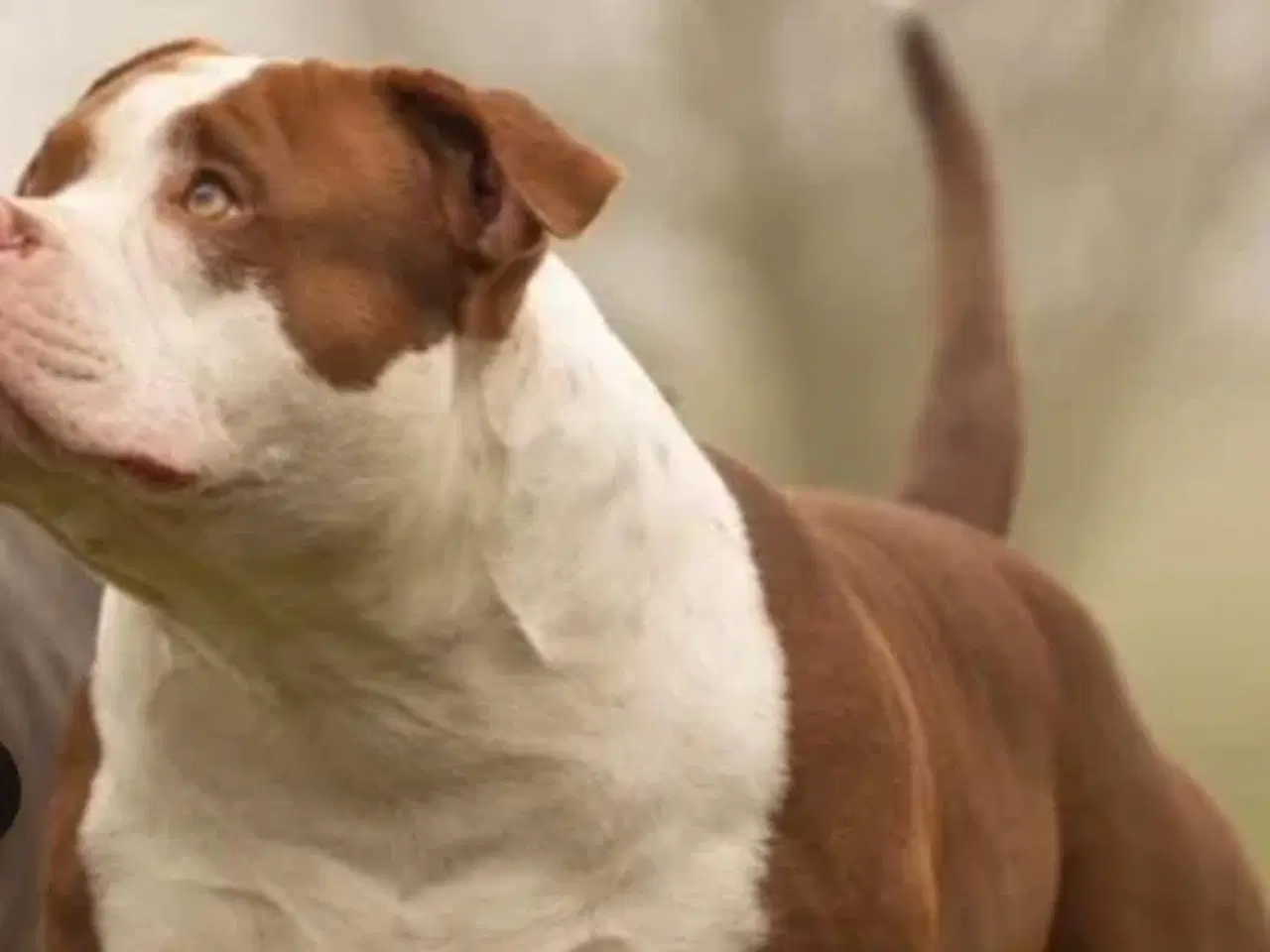 Billede 3 - American Bully hvalpe